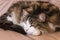 Tabby cat resting on beige leather sofa