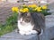 A tabby cat resting on the curb.