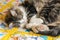 Tabby cat resting curled up on yellow quilt cover