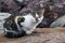 Tabby cat on rock