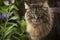 Tabby cat on rock in flower garden springtime