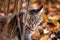 Tabby cat\'s portrait in autumn