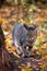 Tabby cat\'s portrait in autumn