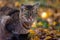 Tabby cat\'s portrait in autumn