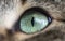 Tabby cat`s pupil, green color macro photo.