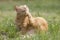 Tabby Cat Scratching His Chin