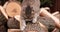 Tabby cat sharpens its claws on the trunk of the tree stump in the garden. Slow motion