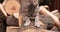 Tabby cat sharpens its claws on the trunk of the tree stump in the garden. Slow motion