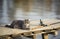 Tabby cat sits in the autumn garden by the pond on the bridge with a fishing rod waiting for fish and washes his paws