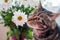 Tabby cat sits by flowers and sniffs a flower