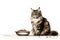 tabby cat sits near a full bowl of food on a white background, banner with space for text. Cat food concept, pet store