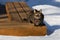 Tabby cat sitting on a deck bench surrounded with snow