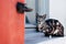 Tabby cat sitting on the edge of a window on the street