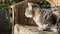 Tabby cat sitting on a garden chair in the sun. Pet cat relaxing on a garden chair in the sun