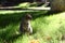 Tabby cat is sitting on a grass on sunny day at summer. Homeless cat on a street