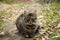 Tabby cat sitting lazily on the ground