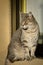 Tabby cat sitting looking at the ground