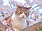 Tabby cat sitting on a sakura tree branch