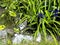 Tabby Cat Sitting under Leaves