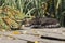 Tabby cat sleep on a wooden bridge on the bank of the river in sedge thickets