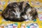 Tabby cat sleeping curled up on yellow patchwork quilt