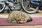 A Tabby cat sleeping on a red doormat in the doorway of the garage with bikes and stuff in the background