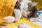 Tabby cat sleeping under yellow quilt cover