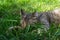 A tabby cat sleeps on the green grass. Relaxation and enjoyment