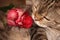 A tabby cat sniffs a pink rose. A pet and a flower