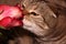A tabby cat sniffs a pink rose. A pet and a flower