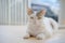 Tabby cat squatting on ceramic floor waiting for food