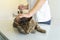 Tabby cat squeezing eyes being examinated by an unrecognizable veterinarian who gives him a shot in the back