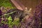 Tabby cat standing behind plants.