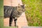 Tabby cat standing behind wall.