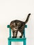 Tabby cat standing on blue chair.