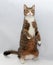 Tabby cat standing on hind legs on gray