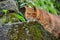 A tabby cat standing on the wall stared intently ahead. Houtong Cat Village.