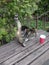 tabby cat stretches on a wooden bench, paper cup with a straw, selective focus