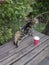 tabby cat stretches on a wooden bench, paper cup with a straw, selective focus