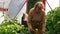 Tabby cat on stump, woman pruned tomato bush unnecessary branch