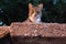 Tabby cat sunbathes on a turkish building