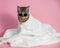 Tabby cat in sunglasses wrapped in a white towel on a pink background.