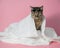 Tabby cat in sunglasses wrapped in a white towel on a pink background.