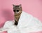 Tabby cat in sunglasses wrapped in a white towel on a pink background.