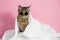 Tabby cat in sunglasses wrapped in a white towel on a pink background.