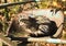 Tabby cat waiting for prey on seat