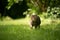 tabby cat walking on green meadow with copy space