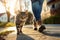 A tabby cat walks next to a woman on the sidewalk. Walk with a domestic cat in the fresh air