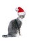 Tabby cat wearing santa hat for christmas