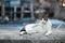 Tabby cat with white belly walk around the fishery village near the coastline